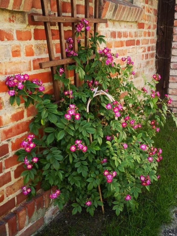 Ferienhaus Blaue Blume Mit 11 Kw Ladestation, Kamin, Terrasse, Eingezaeuntem Garten, Sauna, Wlan, Netflix, 2 Hunde Willkommen! Guntersberge ภายนอก รูปภาพ