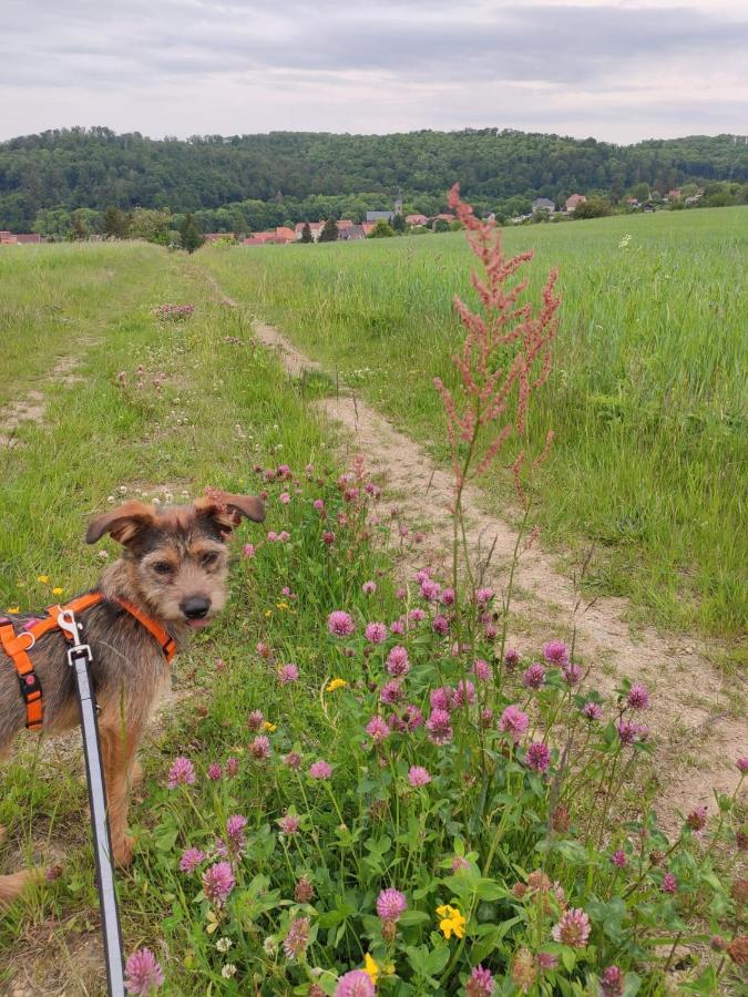 Ferienhaus Blaue Blume Mit 11 Kw Ladestation, Kamin, Terrasse, Eingezaeuntem Garten, Sauna, Wlan, Netflix, 2 Hunde Willkommen! Guntersberge ภายนอก รูปภาพ